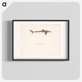 アートポスター-Tope shark - ヴィルヘルム フォン ライト Poster.