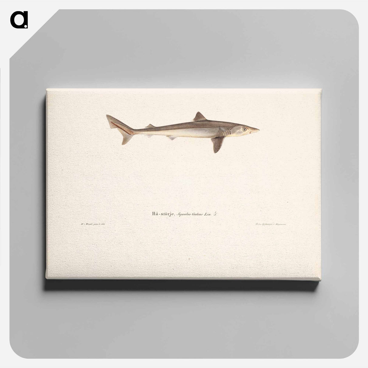Tope shark - ヴィルヘルム フォン ライト Canvas.