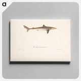 Tope shark - ヴィルヘルム フォン ライト Canvas.
