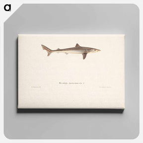 アートパネル-Tope shark - ヴィルヘルム フォン ライト Canvas.