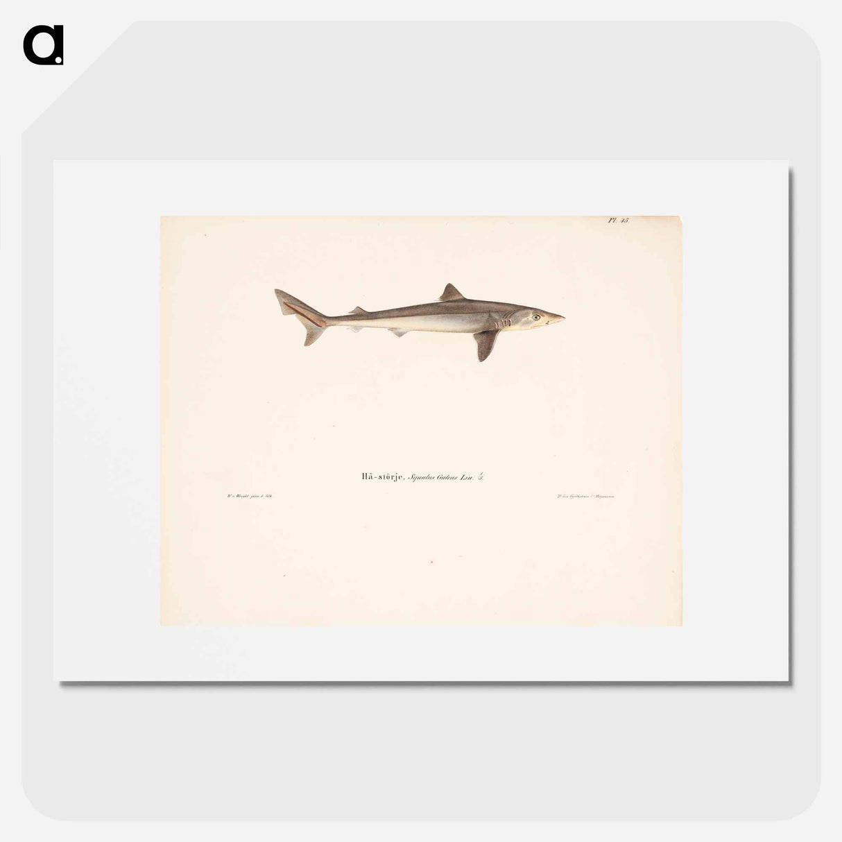 Tope shark - ヴィルヘルム フォン ライト Poster.