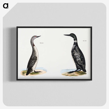 1-95_Zoology-of-New-York_blk-crop