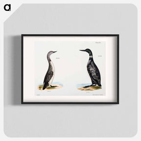 アートポスター-Great Loon (Colymbus glacialis) 300. Red-throated Loon (Colymbus septentrionalis) - ニューヨークの動物学 Poster.