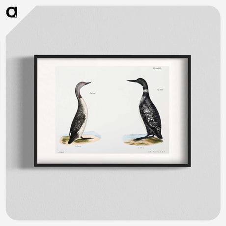 1-95_Zoology-of-New-York_blk