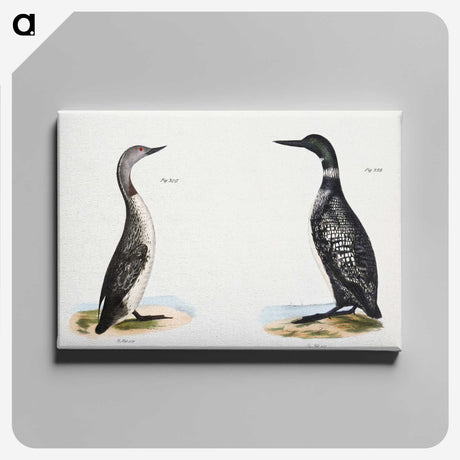 1-95_Zoology-of-New-York_canvas