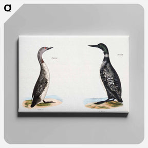 アートパネル-Great Loon (Colymbus glacialis) 300. Red-throated Loon (Colymbus septentrionalis) - ニューヨークの動物学 Canvas.