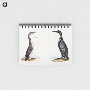 アートメモ帳-Great Loon (Colymbus glacialis) 300. Red-throated Loon (Colymbus septentrionalis) - ニューヨークの動物学 Memo.