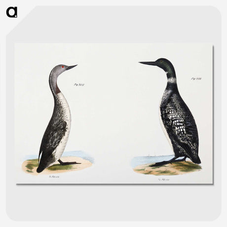 1-95_Zoology-of-New-York_picture-crop