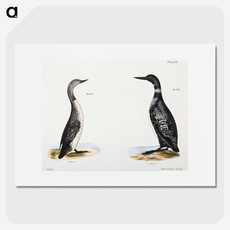 1-95_Zoology-of-New-York_picture