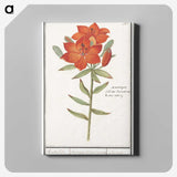 1-96_Anselmus-Boetius-de-Boodt_canvas