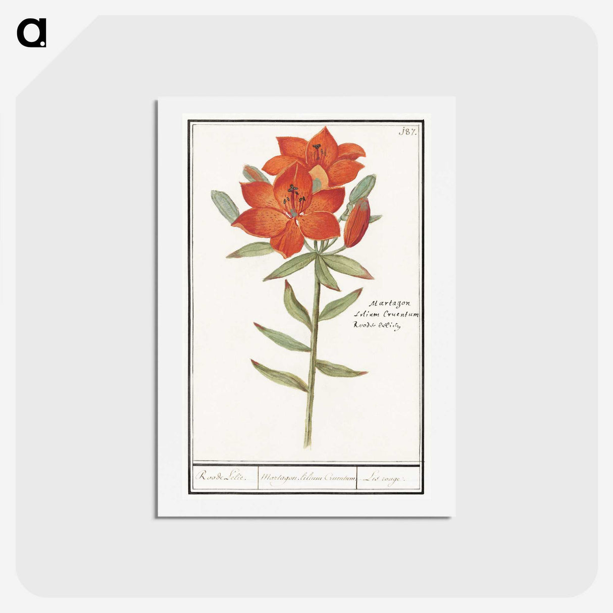 1-96_Anselmus-Boetius-de-Boodt_hagaki