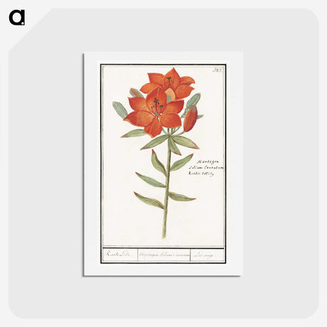 1-96_Anselmus-Boetius-de-Boodt_hagaki