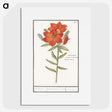 1-96_Anselmus-Boetius-de-Boodt_picture