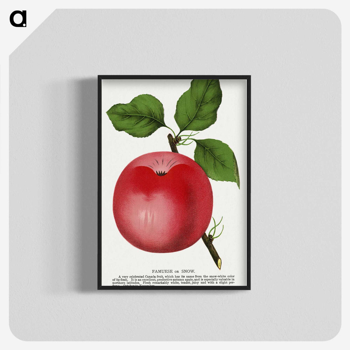 1-96_Botanical-Specimen-Plates_blk-crop