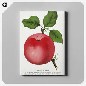 1-96_Botanical-Specimen-Plates_canvas