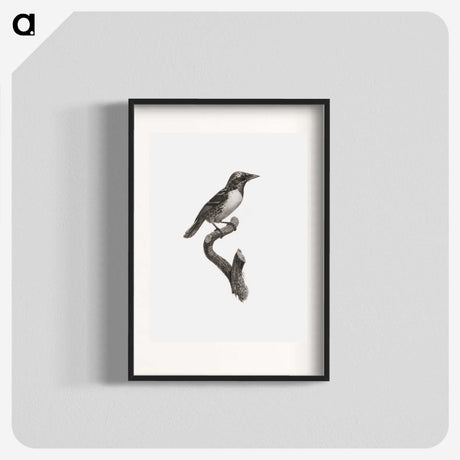 1-96_Des-Oiseaux-de-Paradis_blk