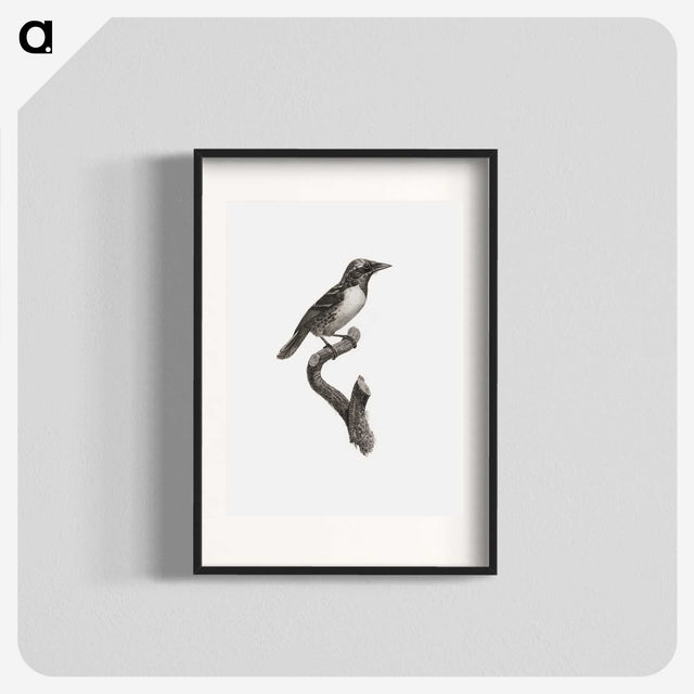 1-96_Des-Oiseaux-de-Paradis_blk
