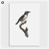 1-96_Des-Oiseaux-de-Paradis_picture-crop