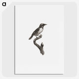 1-96_Des-Oiseaux-de-Paradis_picture