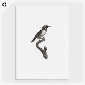 1-96_Des-Oiseaux-de-Paradis_picture