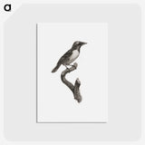 1-96_Des-Oiseaux-de-Paradis_postcard