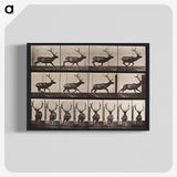 1-96_Eadweard-Muybridge_blk-crop