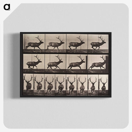 1-96_Eadweard-Muybridge_blk-crop