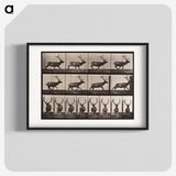 1-96_Eadweard-Muybridge_blk