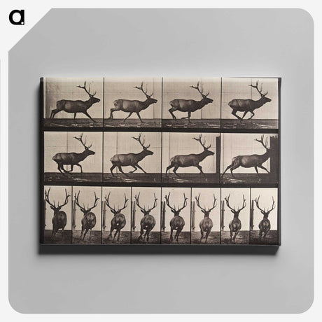 1-96_Eadweard-Muybridge_canvas