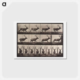 アートポストカード-Galloping Elk
 - エドワード マイブリッジ Postcard.