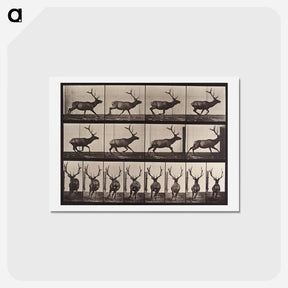 アートポストカード-Galloping Elk
 - エドワード マイブリッジ Postcard.