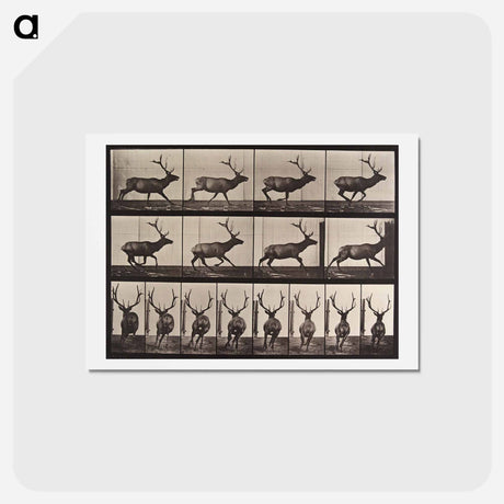 アートポストカード-Galloping Elk
 - エドワード マイブリッジ Postcard.