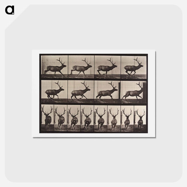 アートポストカード-Galloping Elk
 - エドワード マイブリッジ Postcard.