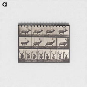 1-96_Eadweard-Muybridge_memo