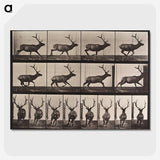 1-96_Eadweard-Muybridge_picture-crop