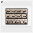 1-96_Eadweard-Muybridge_picture