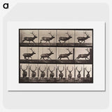 1-96_Eadweard-Muybridge_picture