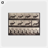 アートポストカード-Galloping Elk
 - エドワード マイブリッジ Postcard.