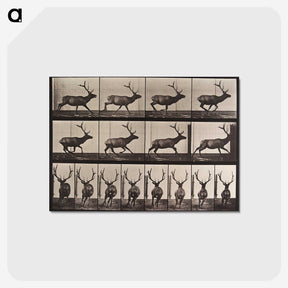 1-96_Eadweard-Muybridge_postcard
