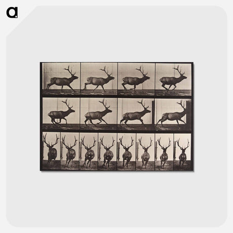 アートポストカード-Galloping Elk
 - エドワード マイブリッジ Postcard.