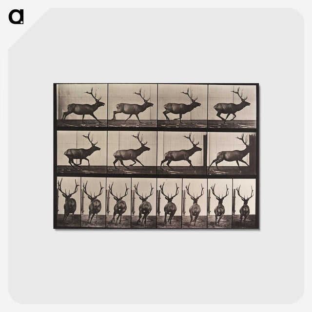 1-96_Eadweard-Muybridge_postcard