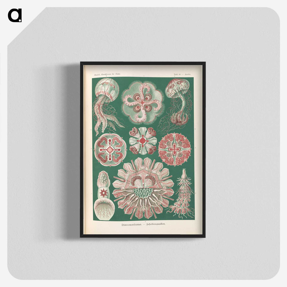 1-96_Ernst-Haeckel_blk-crop
