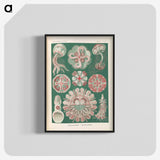 1-96_Ernst-Haeckel_blk-crop