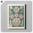 1-96_Ernst-Haeckel_canvas
