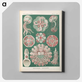 1-96_Ernst-Haeckel_canvas