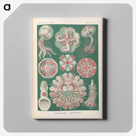 1-96_Ernst-Haeckel_canvas