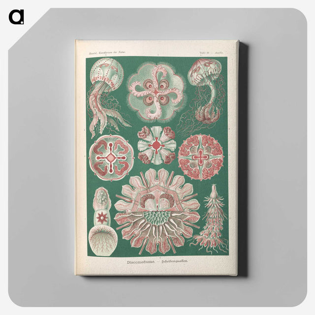 1-96_Ernst-Haeckel_canvas