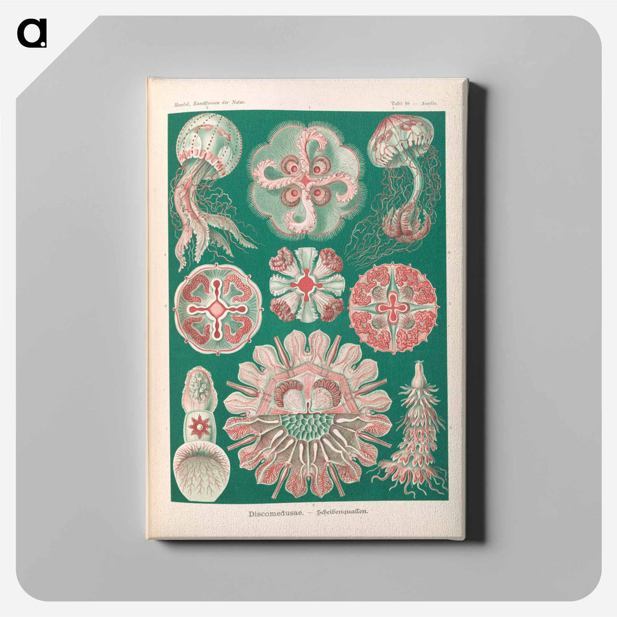 Marine life illustration - エルンスト ヘッケル Canvas.