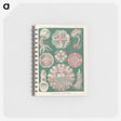 1-96_Ernst-Haeckel_memo