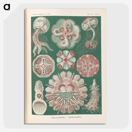 1-96_Ernst-Haeckel_picture-crop